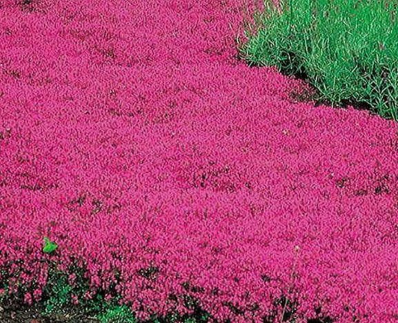 Creeping Thyme Red Groundcover Perennial Vegetable Heirloom 500 Seeds For garden Planting
