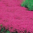 Creeping Thyme Red Groundcover Perennial Vegetable Heirloom 500 Seeds For garden Planting