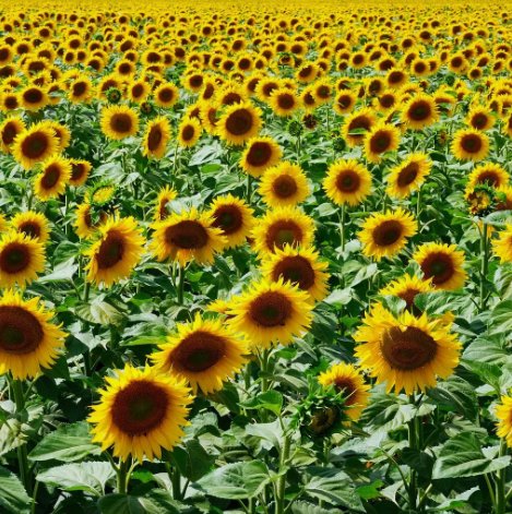 Mammoth Grey Stripe Sunflower Vegetable Heirloom 25 Seeds For garden Planting