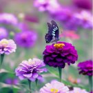 Zinnia Purple Prince Flower Vegetable Heirloom 200 Seeds For garden Planting