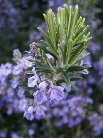 Rosemary Non Gmo Variety Sizes Vegetable Heirloom 50 Seeds For garden Planting