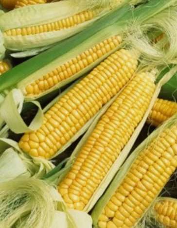 Early Golden Bantam Sweet Corn Vegetable Heirloom 15 Seeds For garden Planting