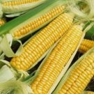 Early Golden Bantam Sweet Corn Vegetable Heirloom 15 Seeds For garden Planting