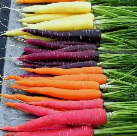 Rainbow Carrot&Acirc;&nbsp;Non Gmo Vegetable Heirloom 300 Seeds For garden Planting