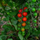 Sweetie Cherry Tomato Non Gmo Vegetable Heirloom 30 Seeds For garden Planting