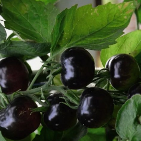 European Black Cherry Tomatoes Sweet Tasty Non Gmo Vegetable Heirloom 75 Seeds For garden Planting