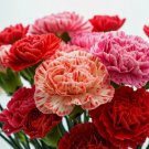 Carnation Double Mix Seeds Rare Dianthus Flowers Vegetable Heirloom 300 Seeds For garden Planting