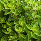 Italian Oregano Herb Origanum Vulgare Vegetable Heirloom 4000 Seeds For garden Planting