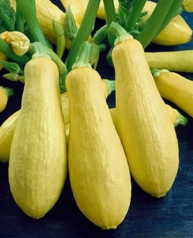 Prolific Straightneck Summer Squash Vegetable Heirloom 15 Seeds For garden Planting