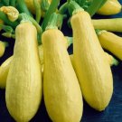 Prolific Straightneck Summer Squash Vegetable Heirloom 15 Seeds For garden Planting