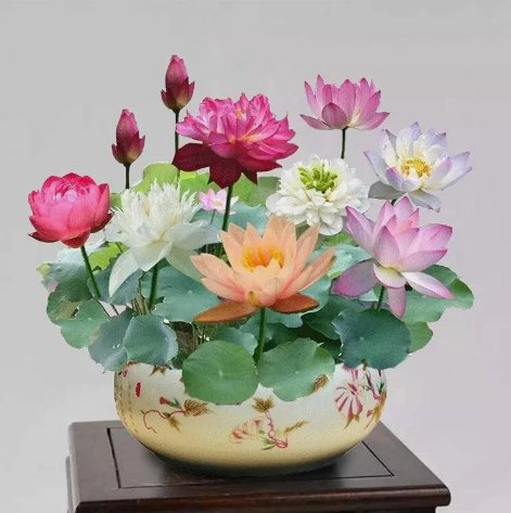 Mixed Color The Sacred Bonsai Lotus Flower Vegetable Heirloom 15 Seeds For garden Planting