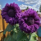 Purple Enchanting Giant Teddy Bear Sunflower Vegetable Heirloom 50 Seeds For garden Planting