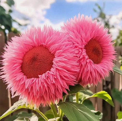 Rare Pink Enchanting Giant Teddy Bear Sunflower Vegetable Heirloom 50 Seeds For garden Planting