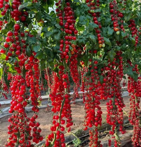 Waterfall Tomatoes Sweet High Yield Vegetable Heirloom 100 Seeds For garden Planting