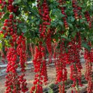 Waterfall Tomatoes Sweet High Yield Vegetable Heirloom 100 Seeds For garden Planting