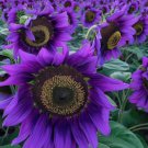 Rare Purple Sunflower Violet Majesty Vegetable Heirloom 50 Seeds For garden Planting