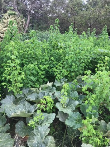 Semillas de Chipilin Fresh Organic Chipilin Vegetable 30 Seeds For garden Planting