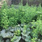 Semillas de Chipilin Fresh Organic Chipilin Vegetable 30 Seeds For garden Planting