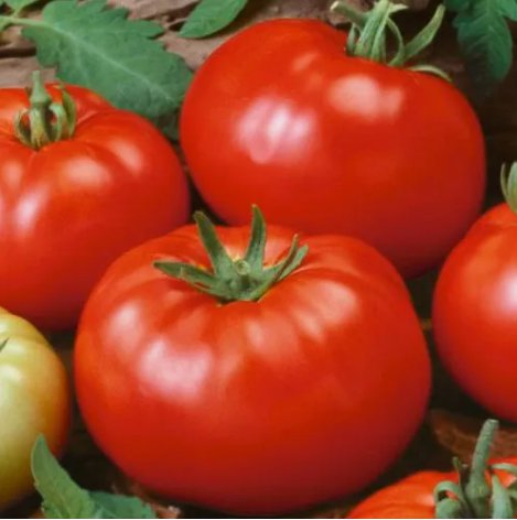 Beefsteak Tomato Non Gmo Vegetable Heirloom 50 Seeds For garden Planting