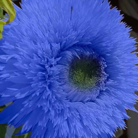 Blue Teddy Bear Sunflower Non Gmo Vegetable Heirloom 50 Seeds For garden Planting
