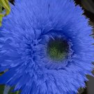 Blue Teddy Bear Sunflower Non Gmo Vegetable Heirloom 50 Seeds For garden Planting