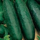 Marketmore 76 Cucumber Non Gmo Vegetable Heirloom 10 Seeds For garden Planting