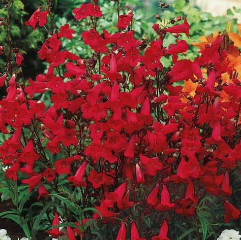 Penstemon Eaton'S Red Hummingbird Perennial Beardtongue&Acirc;&nbsp;Vegetable 200 Seeds For garden Planting