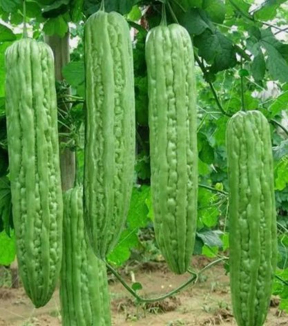 Green Skin Long Bitter Gourd Bitter Melon Vegetable Heirloom 10 Seeds For garden Planting