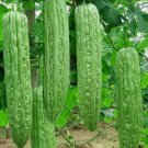 Green Skin Long Bitter Gourd Bitter Melon Vegetable Heirloom 10 Seeds For garden Planting
