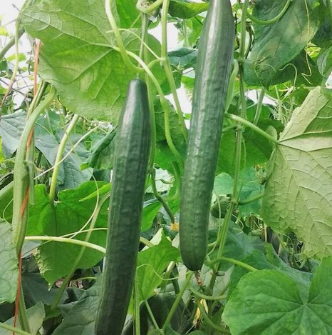 Long Green Improved Cucumber Vegetable Heirloom 50 Seeds For garden Planting