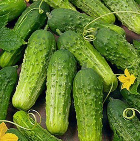 Boston Pickling Cucumber Vegetable Heirloom 50 Seeds For garden Planting