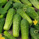 Boston Pickling Cucumber Vegetable Heirloom 50 Seeds For garden Planting