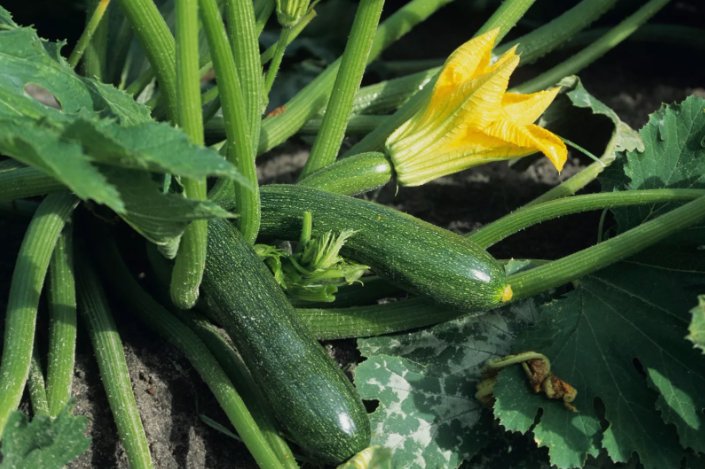 Black Beauty Zucchini Summer Squash Vegetable Heirloom 25 Seeds For garden Planting
