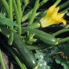 Black Beauty Zucchini Summer Squash Vegetable Heirloom 25 Seeds For garden Planting Black Beauty Zucchini Summer Squash Vegetable Heirloom 25 Seeds For garden Planting