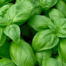 Genovese Basil Vegetable Heirloom 150 Seeds For garden Planting