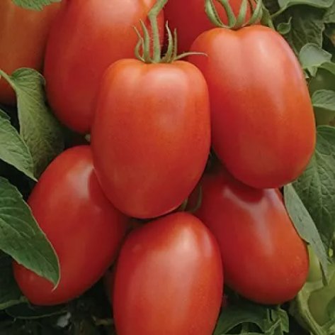 Roma Tomato Vegetable Heirloom 50 Seeds For garden Planting