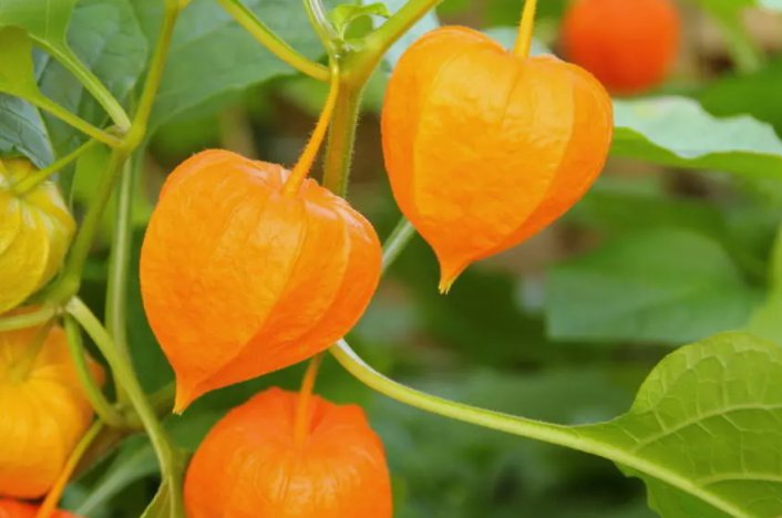 Ground Cherry Cape Gooseberry Vegetable Heirloom 50 Seeds For garden Planting