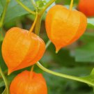 Ground Cherry Cape Gooseberry Vegetable Heirloom 50 Seeds For garden Planting
