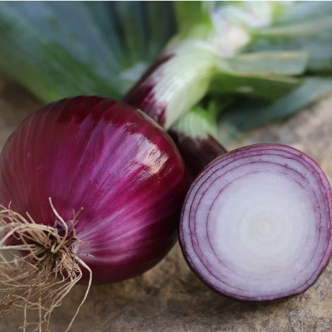 Ruby Red Onion Long Day Non Gmo Vegetable Heirloom 250 Seeds For garden Planting