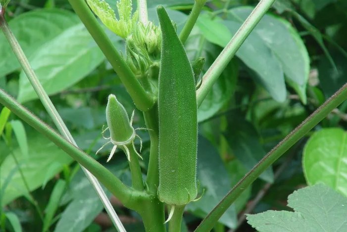Clemson Spineless Okra Non Gmo Vegetable Heirloom 30 Seeds For garden Planting