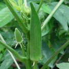Clemson Spineless Okra Non Gmo Vegetable Heirloom 30 Seeds For garden Planting