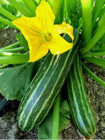 Cocozelle Zucchini Summer Squash Vegetable Heirloom 25 Seeds For garden Planting