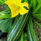 Cocozelle Zucchini Summer Squash Vegetable Heirloom 25 Seeds For garden Planting