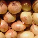 Walla Walla Sweet Onion Non Gmo Vegetable Heirloom 100 Seeds For garden Planting