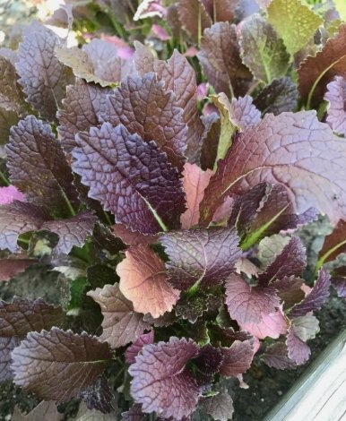 Red Giant Mustard Brassica juncea Non Gmo Vegetable Heirloom 250 Seeds For garden Planting