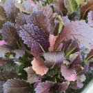 Red Giant Mustard Brassica juncea Non Gmo Vegetable Heirloom 250 Seeds For garden Planting