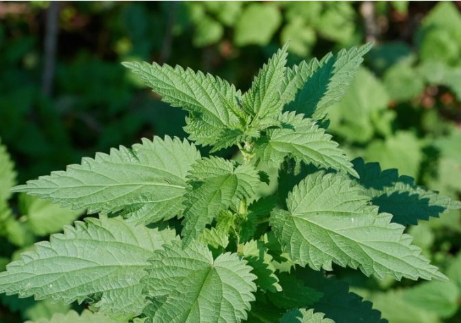 Stinging Nettle Medicinal Urtica Dioica Non Gmo Vegetable Heirloom 100 Seeds For garden Planting