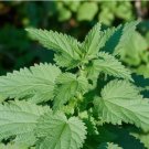Stinging Nettle Medicinal Urtica Dioica Non Gmo Vegetable Heirloom 100 Seeds For garden Planting