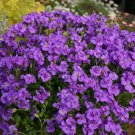 Groundcover Aubrieta Whitewell Gem Purple Rock Cress Vegetable 500 Seeds For garden Planting