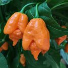 Orange Carolina Reaper Chili Pepper Vegetable Heirloom 100 Seeds For garden Planting